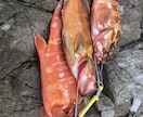 魚の釣り方教えます 根魚、青物、雑魚、ブラックバスショアからつれるものはなんでも イメージ2