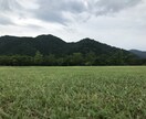 お庭の芝生の雑草を消すアドバイスをします 自宅や敷地の芝生を華麗に保つアドバイスをします。 イメージ1
