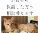 野良猫･保護猫の相談に乗ります 動物看護師が丁寧にアドバイスします イメージ1
