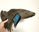 分からない野鳥教えます 〜初心者から最短で野鳥博士になりませんか？〜 イメージ8