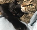 猫プロが撮った写真集あります 猫大好きな猫好き猫ままです!猫の写真提供 イメージ10