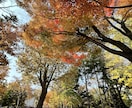 写真の素材提供します 5枚まとめて提供します！北海道の風景写真【秋編】 イメージ1