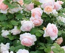 貴方の辛い恋の悩み今すぐ聞きます ~1人で抱えないで!!あなたはきっと向き合える！~ イメージ1