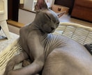 今すぐ聞いてほしい、話していいのかな？を歓迎します 否定せず、急がせず、最後まで。あなたが主役の電話相談です。 イメージ4