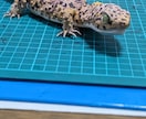 インテリア、オブジェとして思い出を提供します 樹脂粘土を用いて3Dアートやペットのフィギュア造形します イメージ3