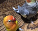 インコ飼育の相談にのります 様々なインコ飼育の経験を基に良い情報を提供させて頂きます。 イメージ1