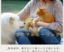 ペット(犬猫)アニマルヒーリングで体調を整えます オーダーメイドヒーリングで穏やかで元気な日常をサポートします イメージ2