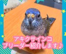 アキクサインコのブリーダーを紹介します インコ飼育経験がある方推奨!! イメージ1