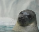 自分の手持ちのカメラで写真を撮ります 息をのむほどの自然の美しさをお届けします！ イメージ5