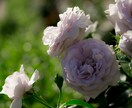 写真編集•加工します 家族の思い出の写真をより美しく！ イメージ7
