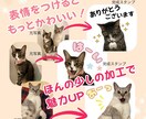 ペットの写真を表情豊かにLINEスタンプ化します 表情＆動きをつけてかわいさ120%UPでスタンプ化！ イメージ7