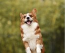 貴方とペットさんとの魂のご縁を読みき解きます なぜ私のところに来てくれたの？今共に暮らす子も虹の橋組さんも イメージ2
