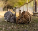 うつ病、うつ病かもって方のお悩みをお聞きします 疲れた、辛い、先が不安などの悩みをトークルームでお話聞きます イメージ4