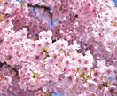 京都の桜観光！を教えます 桜名所が多数の京都、地元民ならではの選りすぐりの名所紹介！ イメージ2