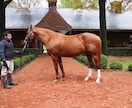競馬好きが牧場で働けるようにアドバイスします 「チャット版」質問10個！　電話が苦手な方へ イメージ8