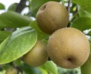 現役農薬メーカーが農作物のお困り事解決します 農薬販売経験者による雑草、病気診断！解決策まで！ イメージ2