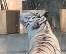 動物園の写真　【先着5名】　5→10枚提供します 商用利用OK！掲載写真全て、各種画像・動画に使えます！ イメージ3