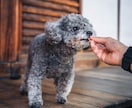 愛するペットとの幸せな瞬間を写真に残します 愛するペットとの特別な瞬間を形に イメージ3