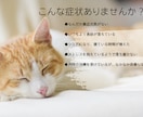 シニア犬、猫の不調ケアやさしい遠隔ヒーリングします 元氣がないペットに"氣"のサポート「エネルギーヒーリング」 イメージ3