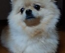 わんちゃん飼えない方ポメラニアンがあなたを癒します 疲れた心をわんちゃん（ポメラニアン）の何気ない行動で癒します イメージ4