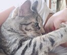 恋愛相談ちょこっとでもゆっくりでもお聞きします アプローチの仕方 トラウマ etc..心置き無くお話ください イメージ1