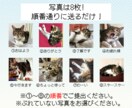 ペットの写真からドット絵風LINEスタンプ作ります セリフ固定・写真を送るだけでOK！犬・猫のペット限定 イメージ3