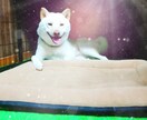 いろいろないい写真や犬の画像素材を提供します 美しく輝く納得してもらえる写真 イメージ9