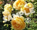 薔薇の花の写真、提供します スマホで撮った薔薇の写真を提供いたします。 イメージ5