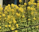 ヒーリングをさせていただきます 癒しのエネルギーをお送りします イメージ4