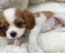 恋愛相談、お話聞きます どんな話も聞きます( ´ ▽ ` )ﾉ イメージ1