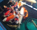 生き物に関する悩み疑問聞きます 大の生物好きが生き物に関するあらゆる相談、疑問聞きます。 イメージ1