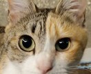 可愛い猫の写真よろしくおねがいします 可愛い猫の写真ですよろしくお願い致します イメージ5