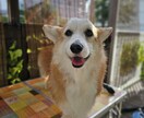 愛犬の写真をリアルなフィギア画像に変換します SNS映え抜群！うちの子だけの超リアル3Dアート イメージ8