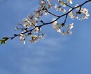 女子新体操演技（団体、個人、発表会作品）制作します 新体操歴17年目、現在新体操コーチ、審判資格3級取得済 イメージ1