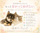 虹彩リーディング｜話せない想いを瞳から読み解きます 愛犬・愛猫ちゃんを 今よりもっと深く知るためのリーディング イメージ4