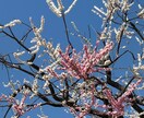 恋愛のお悩み、お伺いします ♪楽しい恋愛ができるよう、一緒に考えていきましょう♪ イメージ5
