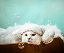 ペットの気持ちを24時間以内に霊視します ペットとあなたを結ぶ魂の光糸を霊視し声なき想いを読み解きます イメージ5