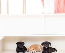 ペット共生住宅、犬と一緒に暮らす家を提案します 掃除も世話もしやすくするプランをご提案・アドバイスします イメージ5