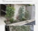 現役ガーデナーが花壇・寄せ植え植栽プラン提案します 写真を基に､完成イメージ付きで分かりやすく提案 イメージ7