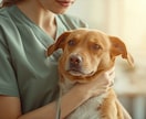 現役動物看護師がペットの不安相談のります ペットの体調や不安、ひとりで悩まず相談ください イメージ1