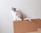 わんちゃんねこちゃんの相談乗ります 初めてペットを飼う時のしつけ等の相談乗ります イメージ2