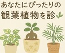 誕生日からわかる開運植物教えます 誕生日×風水で選ぶあなただけの開運観葉植物アドバイス イメージ1