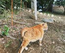 にゃんこから癒しのタロットメッセージをお送りします つらい時、そっと背中を押してくれる“にゃんこからの贈り物” イメージ3