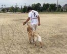 ドッグトレーナーが愛犬との向き合い方を教えます ワンちゃんについての悩みを解決しよう！ イメージ10