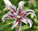 四季折々の写真を提供します 季節を感じられる花々はお好きでしょうか？ イメージ4