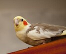 ペットの心の声をカードで紐解き、癒しの光を届けます 「あの子は今何を考えているの？」「本当はどう思っているの？」 イメージ5