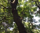 生年月日から、あなただけのメッセージをお届けします 心が軽くなる言霊をお届けします イメージ1