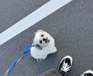 オンラインで犬のトレーニングを行います しつけ・トレーニングのアドバイス可能！　30分3000円 イメージ8
