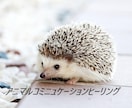 ペットの心をヒーリングします エモーションコード　動物の囚われた感情を解放します。 イメージ1