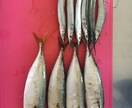 釣り歴7年が海の釣テク教えます 海釣り初心者の方にボウズにならない必釣法を教えます！ イメージ4